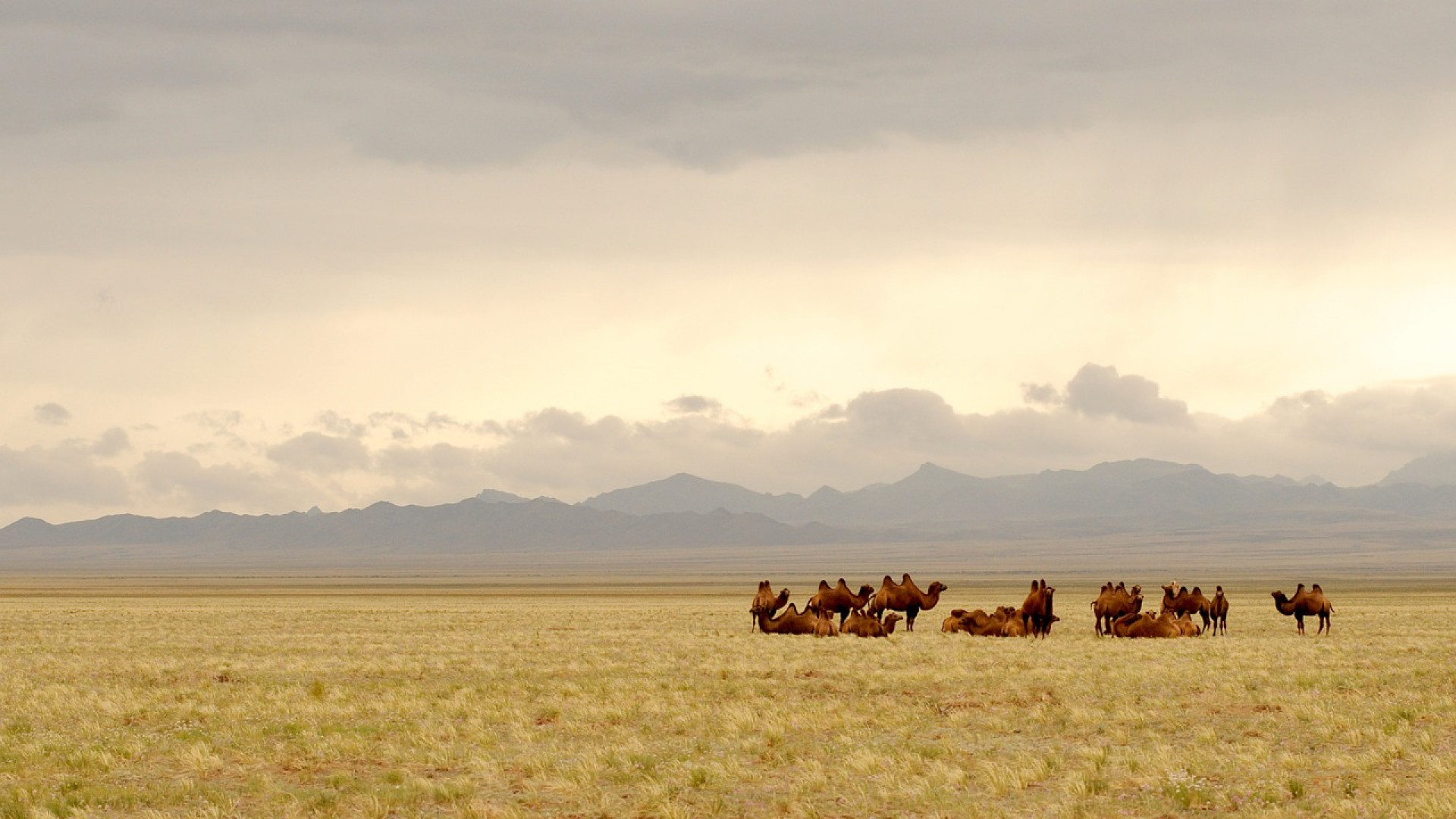 You are currently viewing Les steppes mongoles, où le rêve rejoint la réalité